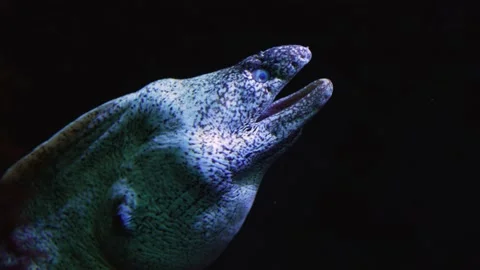 Close up of white eel  Video stock 239577126