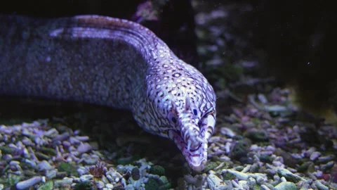 Close up of white eel  Stock Footage 261443049