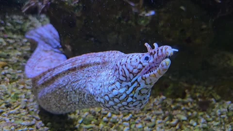 Close up of white eel Stock Footage 266201712