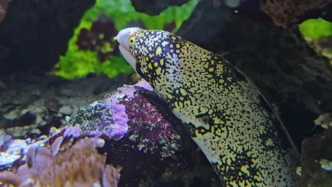 Close up of white eel head Stock Footage 273220026