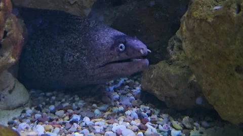 Close up of white eel head  Stock Footage 296849850