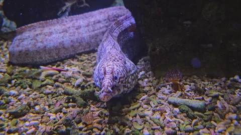 Close up of a white eel resting Video stock 253068183