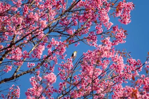 Close up white-eye bird on cherry blossom and sakura Stock Photos