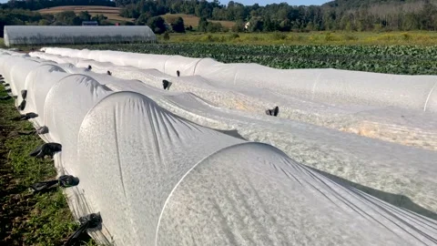Close up of white fabric row covers in agricultural landscape with greenhouse Stock Footage 149943026