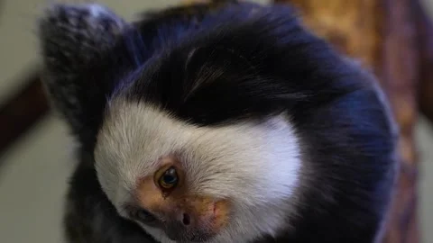 Close up of a white face tamarin Stock Footage 270897186