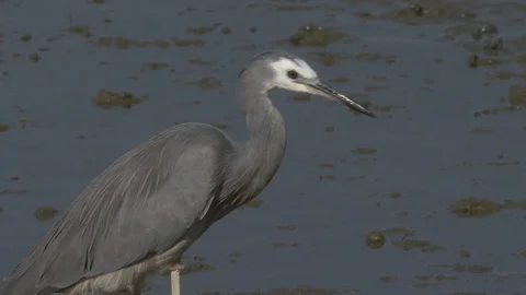 Close-up of white-faced heron  Stock Footage 87555397