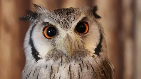 Close-up of a white-faced owl's intense gaze Stock Footage 322211911