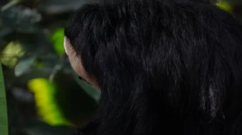 Close-up of White-faced Saki monkey Flying monkey or Guianan Saki Stock Photos