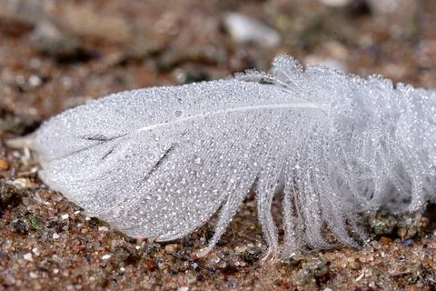 Close up of a white feather on the beach sand with water droplets Stock Photos