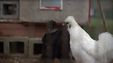 Close-up of a white feather footed chicken strutting on a farm in slow motion 動画素材 107221160