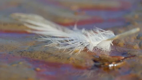 Close up a white feather in a puddle of oil on the beach Stock Footage 153261943