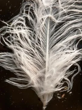 Close up of white feather on water surface Stock Photos
