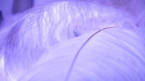 Close-up of a white feather on a white background. swan Stock Footage 72050274