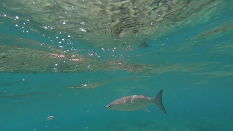 Close-up of white fish swimming close to the surface in turquoise waters Stock Footage 172080944