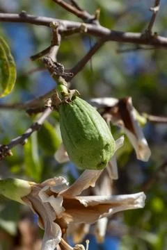Close Up of White Floss Silk Tree Fruit ceiba speciosa Stock-Fotos