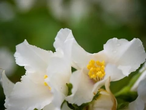 Close up of white flower 2 Stock Photos