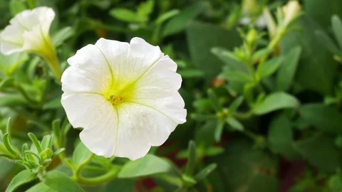 Close up of White flower in bloom in the green Nature Background Stock Footage 113302991