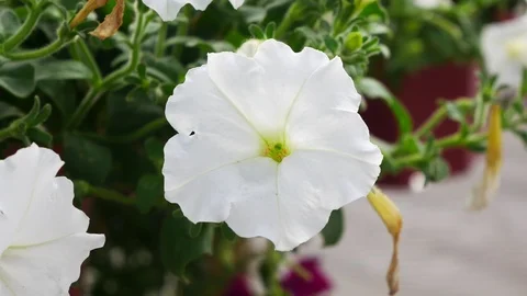 Close up of White flower in bloom in the green Nature Background Stock Footage 113303031
