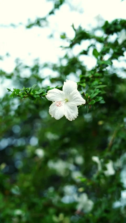 Close-Up of White Flower Blooming in Spring Nature Video stock 337051191