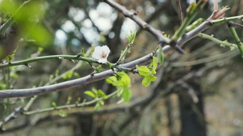 Close up white flower blooming on a tree branch, spring blooming concept. Stock Footage 151894481