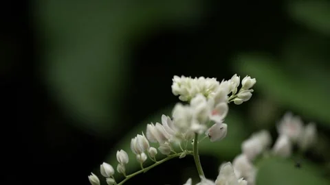 Close up of a white flower with a blurry background Stock Footage 263697952