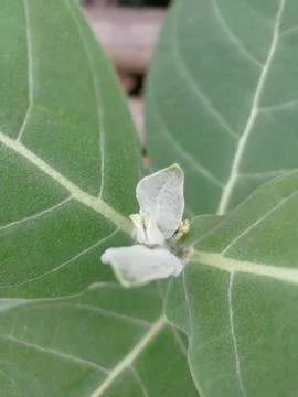 Close-up of white flower bud on leafy green plant. Stock Photos