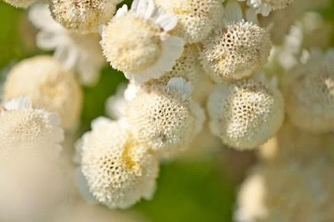 Close up of a white flower bundle Stock Photos