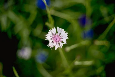 Close - up of white flower cornflower Stock Photos