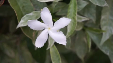 Close-up of a White Flower (Crape Jasmine-Tabernaemontana Divaricata) with Serra Stock Footage 287995572