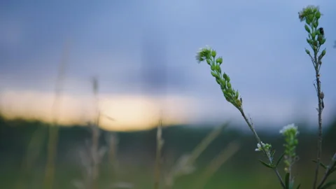 Close-Up of White Flower with Focus Pull to Cross Stock Footage 316084581