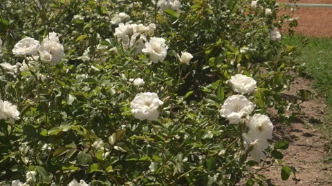 Close-up of a white flower Stock Footage 291576083