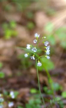 Close-up of a white flower in the forest. Selective focus. Stock Photos