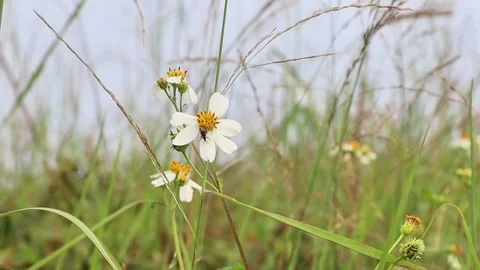 Close-Up White Flower with Insect Surrounded by Gr Stock Footage 318237757