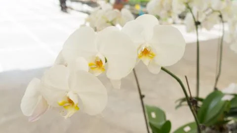 Close up white flower Stock Photos