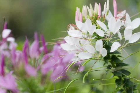 Close up white flower Foto stock