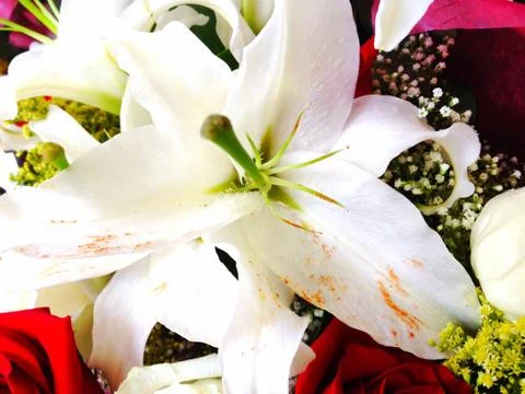 Close up of White Flower Stock Photos