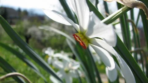 Close up of white flower Stock Photos