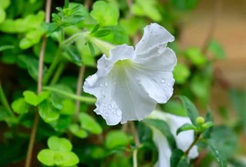 Close up on white flower Stock Photos