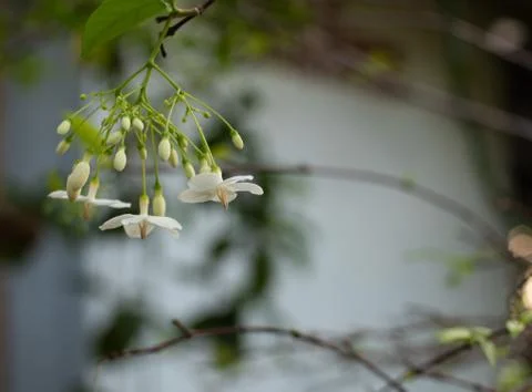Close up of white flower Stock Photos