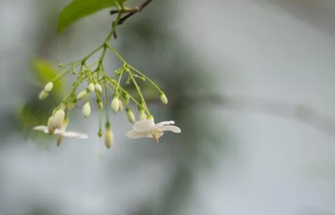 Close up of white flower Stock Photos