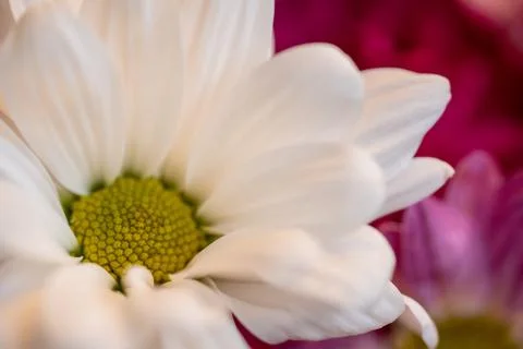 Close up of white flower 스톡 사진