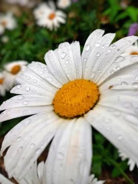 A close-up of a white flower Stock Photos