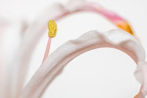 Close up of a white flower Stock Photos