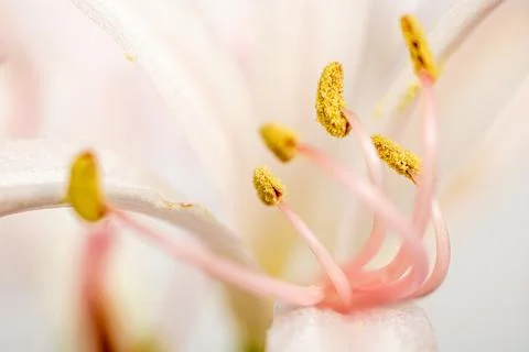 Close up of a white flower Stock Photos