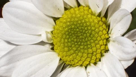 Close Up white Flower Stock Photos