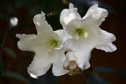 Close up from a White flower . Stock Photos