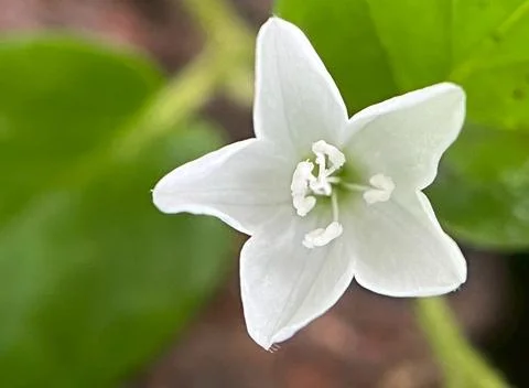 Close-up of a white flower Stock Photos