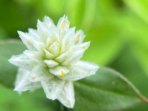 Close-up of a white flower Stock Photos