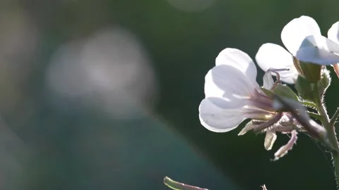 Close-up white flower with space for text. Stock Footage 260422830