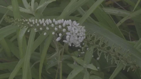 Close-up of White Flower Spikes in Meadow Stock-Footage 343663640
